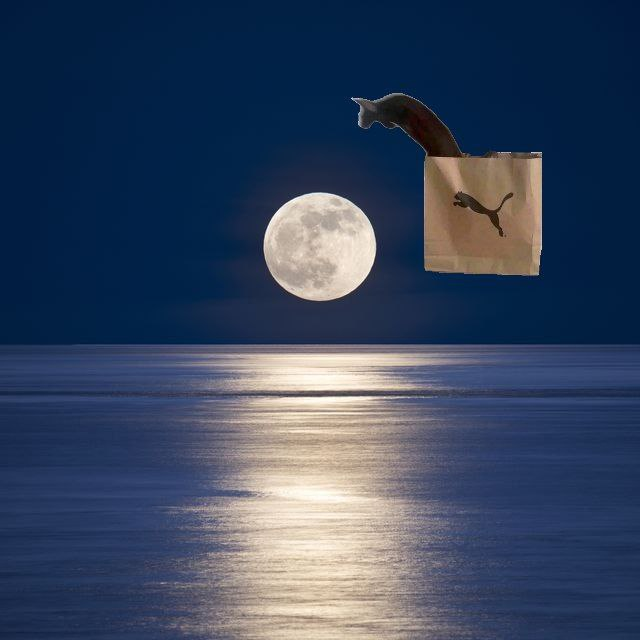 PumaCatSol's tweet photo. Puma's Over The Moon Baby!!!! LFG
Forever, Faster https://t.co/JK0KPdGRBm