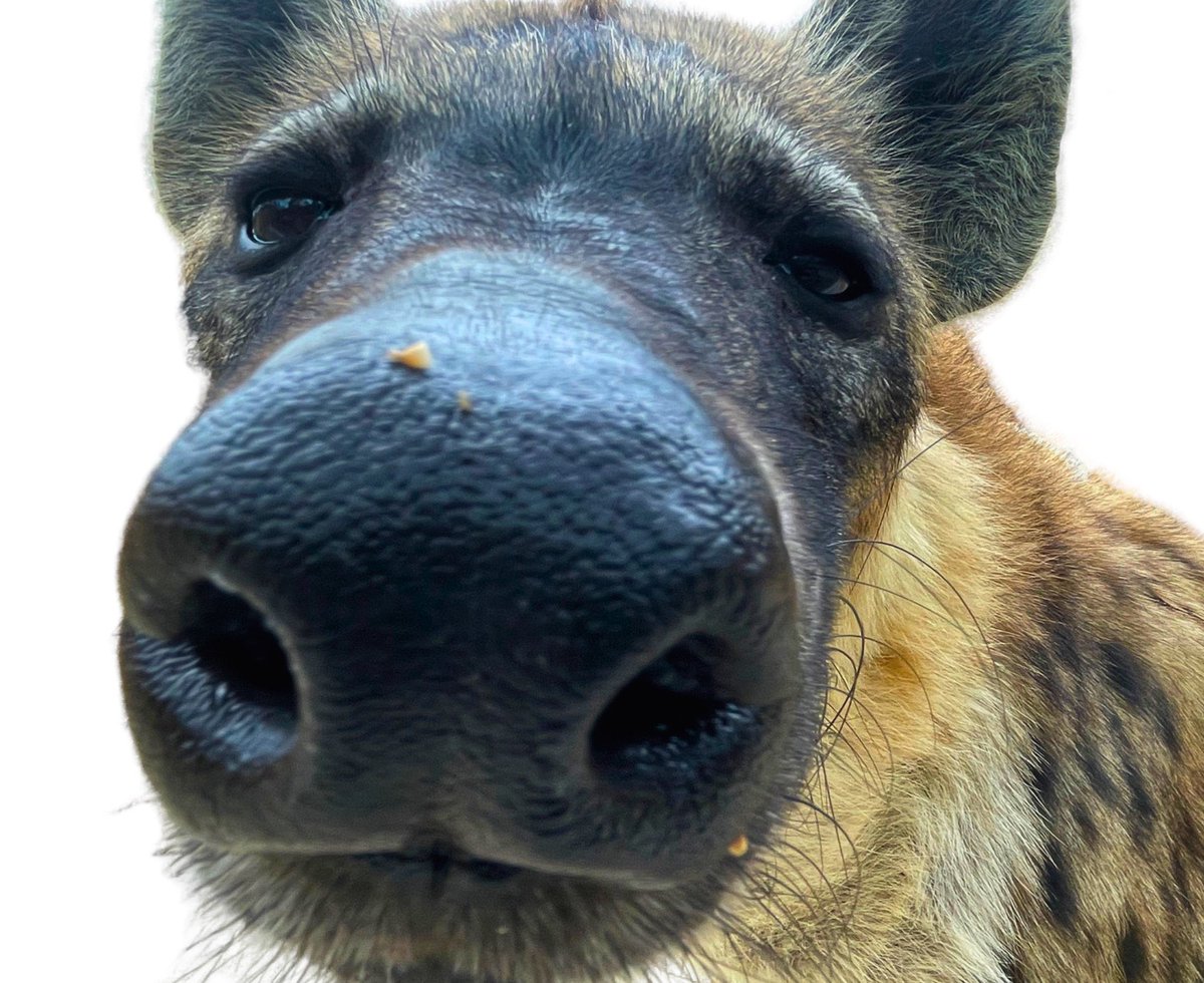 stripedbones's tweet photo. OMG.. 

The LGBTQ crowd is mad because this hyena is stealing their attention during Pride Month. 

😂💀 https://t.co/BwqEIt6yYs