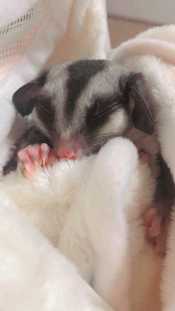 うちの家のももんが世界一かわいい💖