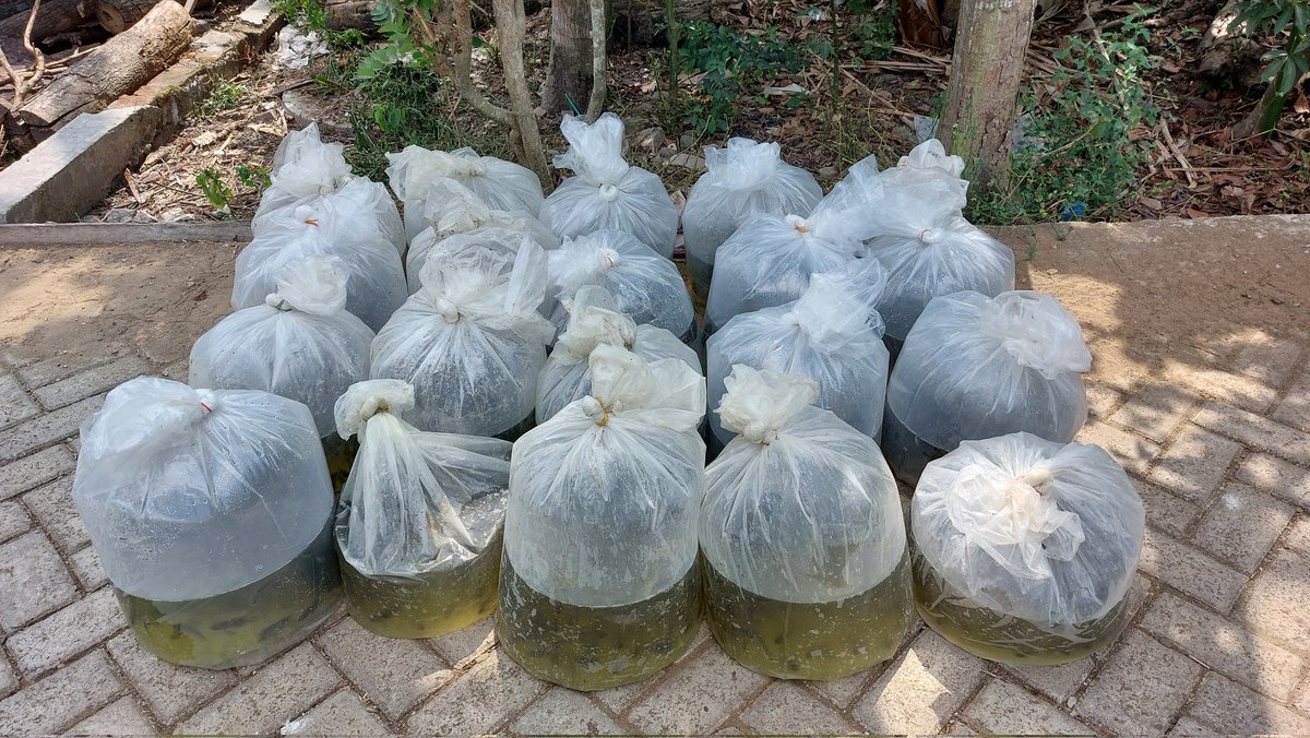 HarfinEko's tweet photo. Sabtu (29/06/24), Harfin Eko. Luhkan Kab.Trenggalek,
Panen dan Pendataan Produksi Benih Ikan Gurami Bpk.Endri Cahyono Pokdakan Tirto Mulyo Ds.Karanganom Kec.Durenan, 5000 ekor hrg Rp.1200/ekor
#GiatLuhkanSatminkalBwi #luhlapor #produksi
@bppsdm_kp
@puslatluhkp
@bppsdm_bp3bwi https://t.co/w27xH1xXHh
