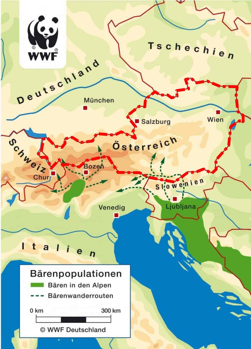 MbkWalk's tweet photo. توجد الدببة 🐻في النمسا 🇦🇹🇦🇹🇦🇹 في جبال الألب في كارينثيا (Kärnten) وشرق تيرول (Osttirol). https://t.co/XjXE9Hzkd3