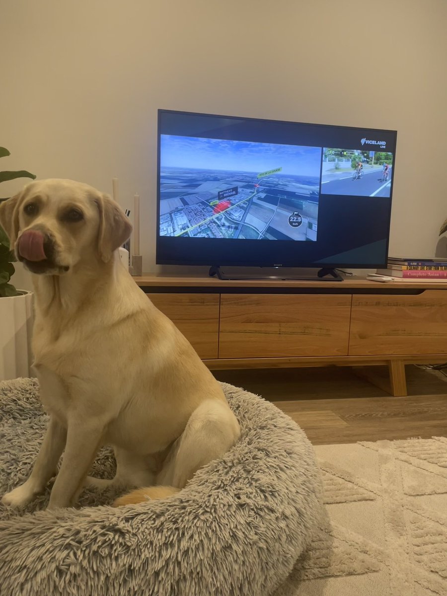 Bobbi the #TourDog licking her lips for tonight’s <a href="/SBSSportau/">SBS Sport</a> #sbsTdF coverage. Loved the finish last night ! #couchpeloton