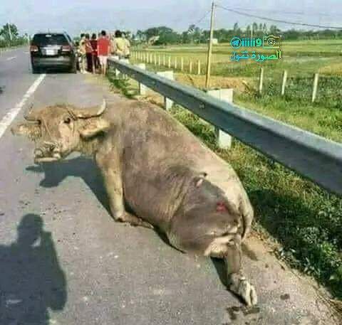 #الصورة_تقول
للعقول الراقيه
سياره صدمت بقره فتهافت الجميع ليرى ماذا جرى للسياره هل كسرت ام تعطلت ام ماذا .........
بينما البقره بقيت وحيده لم يلتفت اليها احد ولم يشعر بها احد ... فلا اعتقد السياره تشعر بالألم الذي تشعر به البقره الان ...
وهاهي البقره تخبرنا من خلال نظراتها كم هي