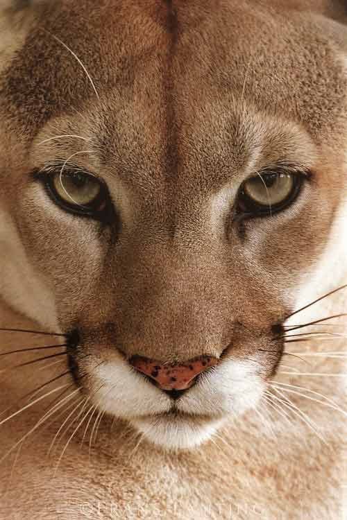 sugaplumcris's tweet image. 