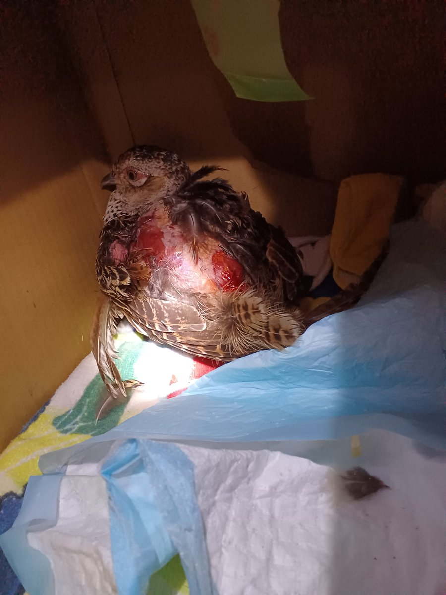 ako_ARK's tweet photo. 先日、猫に噛まれて怪我を負ったキジの幼鳥を保護しました(行政届出済)。はじめはショック状態で微動だにしませんでしたが、足を微かに動かした瞬間、助かる可能性があると判断。獣医に診せたところ幸い骨折や致命傷はなく、傷の縫合と抗生剤＆痛み止めを注射していただきました https://t.co/8MxBkiAdQd
