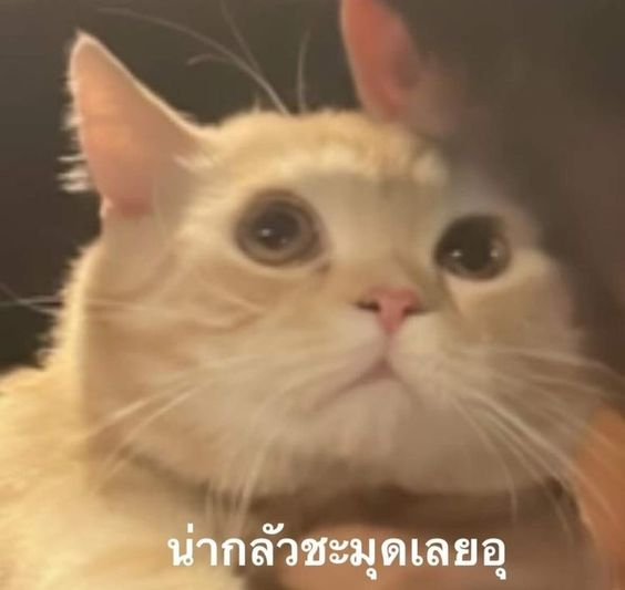 TheTraineeGMMTV's tweet photo. ดุมาก ดุแบบนี้ ใครจะกล้าจีบพี่🥹
#TheTraineeSeriesEP1
@off_tumcial https://t.co/kdTPTuJ39e