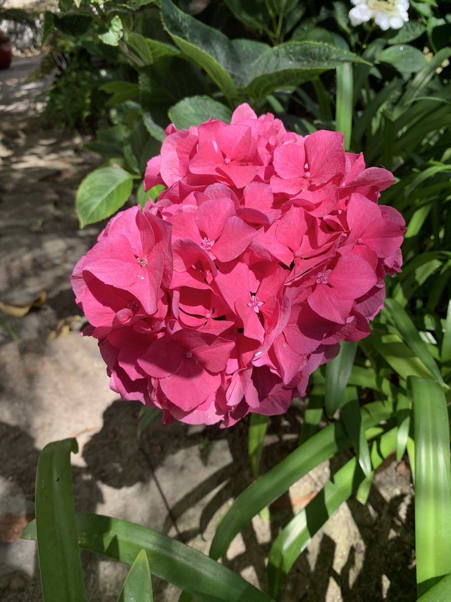 docschiff's tweet photo. Celebrating pink. A pretty pink rose, hydrangea, and some bougainvillea for #FlowerReport this week from San Diego. https://t.co/Vix60zJ5ZY