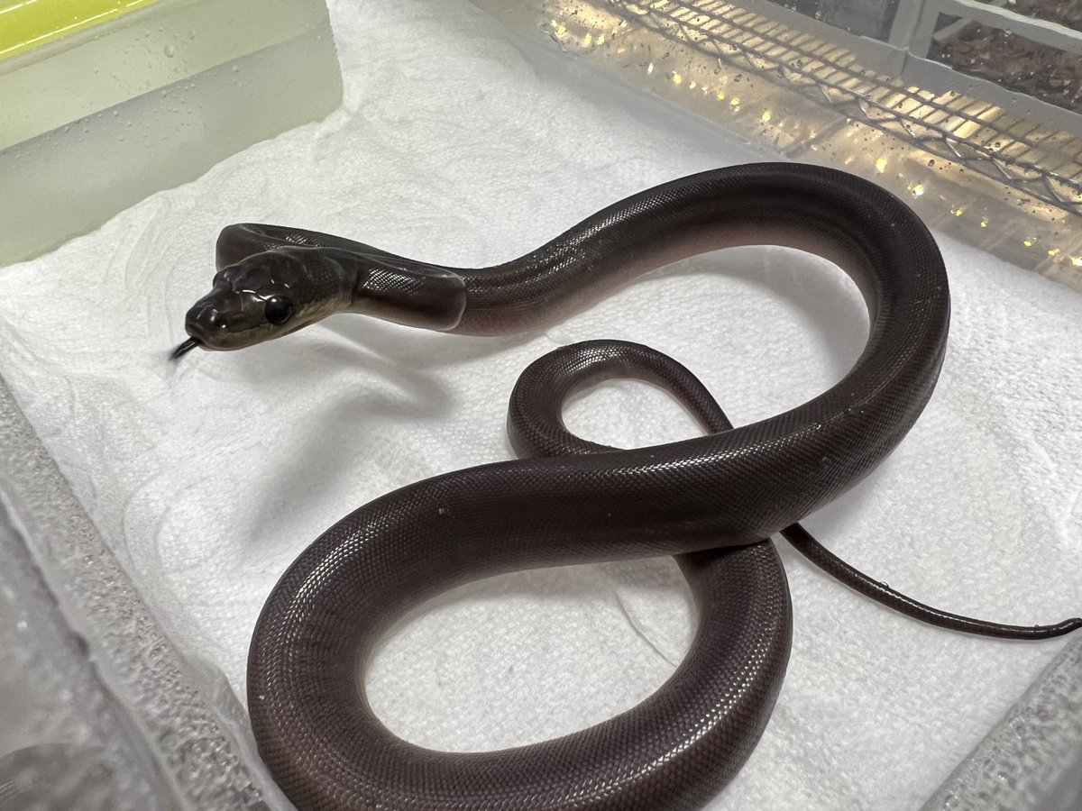 chimchimRep's tweet image. オリーブパイソン 
ハッチ始まりました！
ほぼ鰻😂