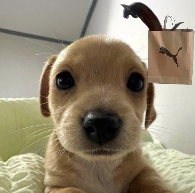 PumaCatSol's tweet photo. I Mean Puma Over Pug Right?!?!
Forever, Faster https://t.co/V0v48GPHo0