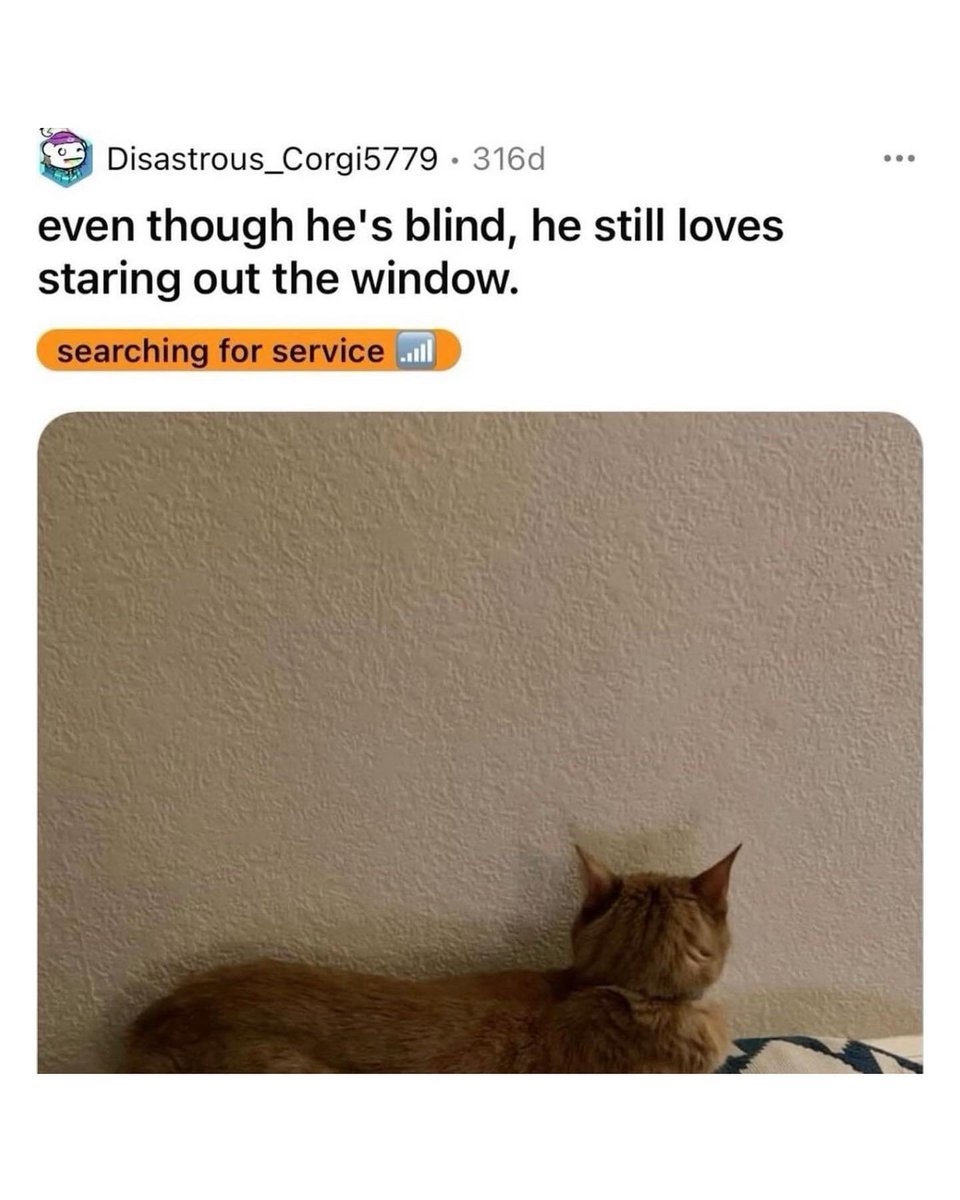 catpicsdealer's tweet photo. https://t.co/GCw3Ige68N