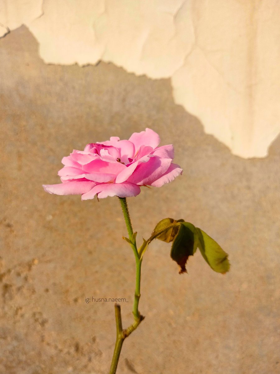 HusnaNaeem7's tweet photo. Pink flower blooms like whispers of melodies in the garden of the heart 🌸🫀
insta: husna.naeem_
#photographybyhusna #PhotographyIsArt #NatureTherapy #NatureBeauty #NatureInspired #NaturePhotography #NatureIsAmazing #FlowersOnX #flower #pink #PinkAura #love #NatureBeautiful https://t.co/zJSiAHcc8e