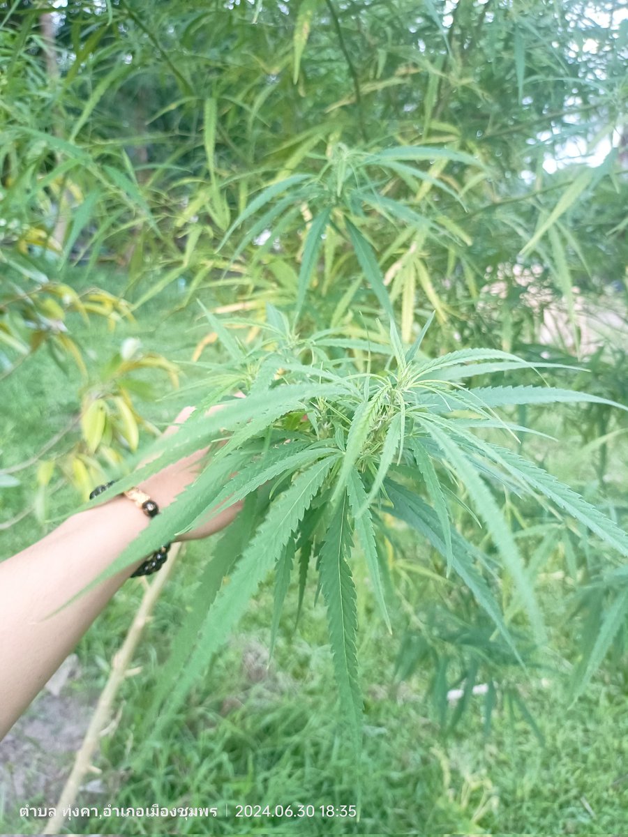 ZaTor336837's tweet photo. 🤟🤟🤟 https://t.co/Lbsp5SSJMp