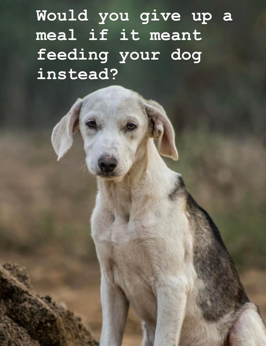 𝕏 Dogs tweet media