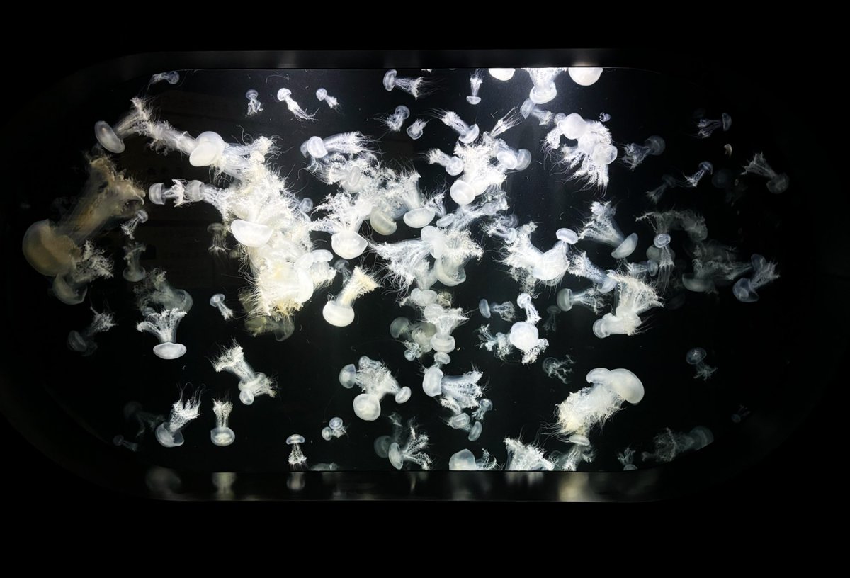 SNO123PY's tweet photo. 念願叶って🪼
#鶴岡市　#加茂水族館　#クラゲ https://t.co/84XPzZgxO3