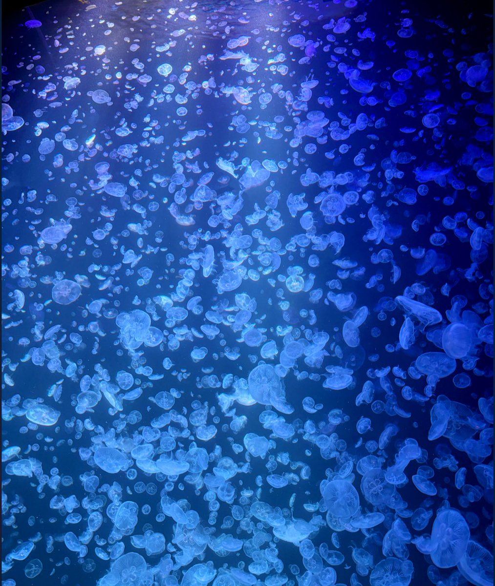 SNO123PY's tweet photo. 念願叶って🪼
#鶴岡市　#加茂水族館　#クラゲ https://t.co/84XPzZgxO3