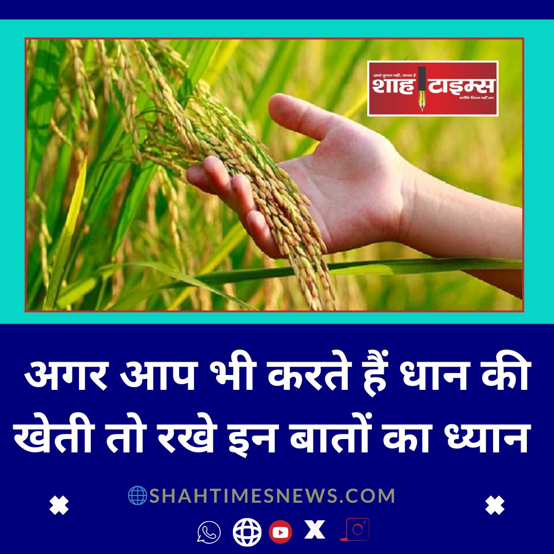 ShahTimes1's tweet image. ▶️  धान की खेती में अगर क्यारियां बनाई जाए तो इससे फसल में बढ़ोतरी देखने को मिल सकती है। 
🔗Linokinbio 
#PaddyCultivation
#SeedTreatment
#Agriculture
#FarmingTips
#CropProtection
#IncreasedYield