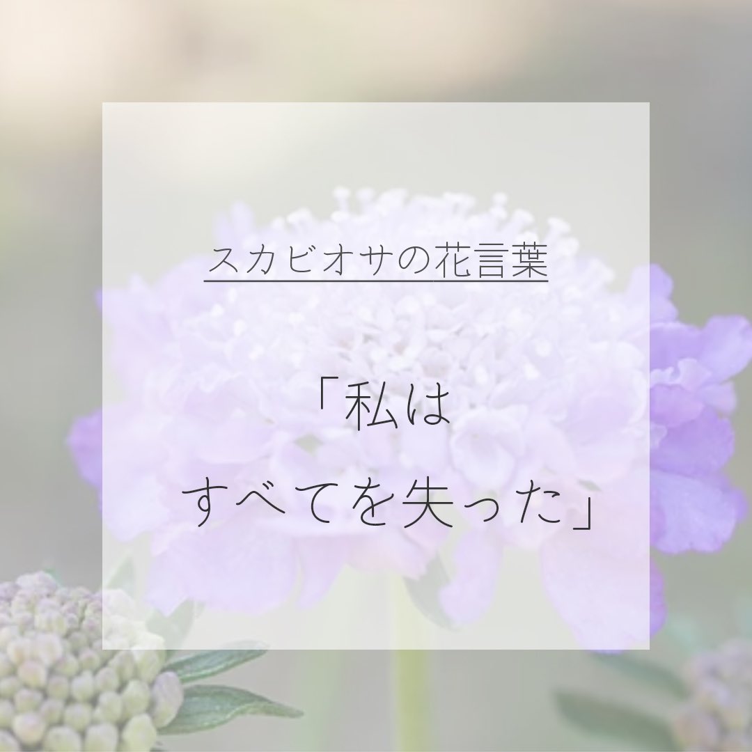 itismizu's tweet photo. 6月30日の誕生花は、
スカビオサ　(英：Scabiosa)

花言葉は「私はすべてを失った」、「未亡人」など

細長い茎に小さな花を集めたようにして咲き、
カラフルな花色があり、美しいです。
悲しい花言葉が多いので、プレゼントとしては注意が必要です。

#dayday花project #花言葉シリーズ #花イラスト https://t.co/5c6fGN5Lwf
