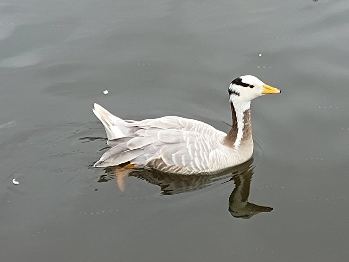 Bar headed goose on Canon Hill park pool, Edgbaston. Never seen one before
