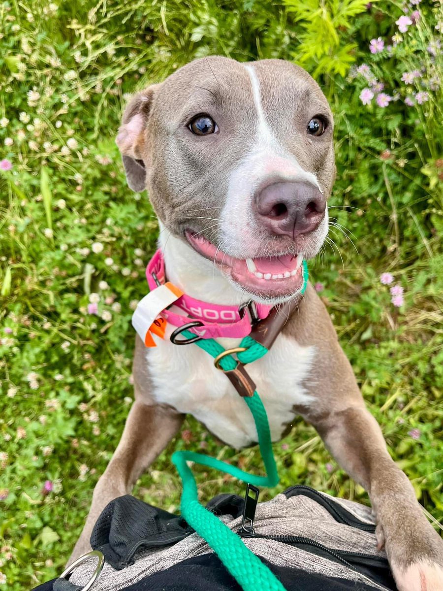 City Dogs Cleveland tweet media