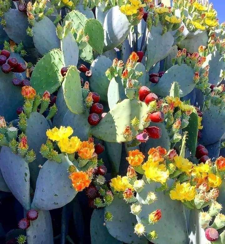 La belleza de las flores del nopal.
