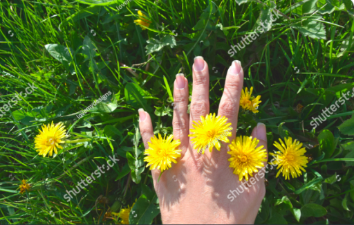 InessaW29's tweet photo. https://t.co/YADIwgIeaP…
Hand female with dandelions on green grass.
#gorgeous #nature #flora #hands #photography #Flowers #Dandelion #findyourthing #sky #holiday #island #England #prints #garden #bright #floral #photographicart #yellow #4home https://t.co/dVmfzaZ4bW