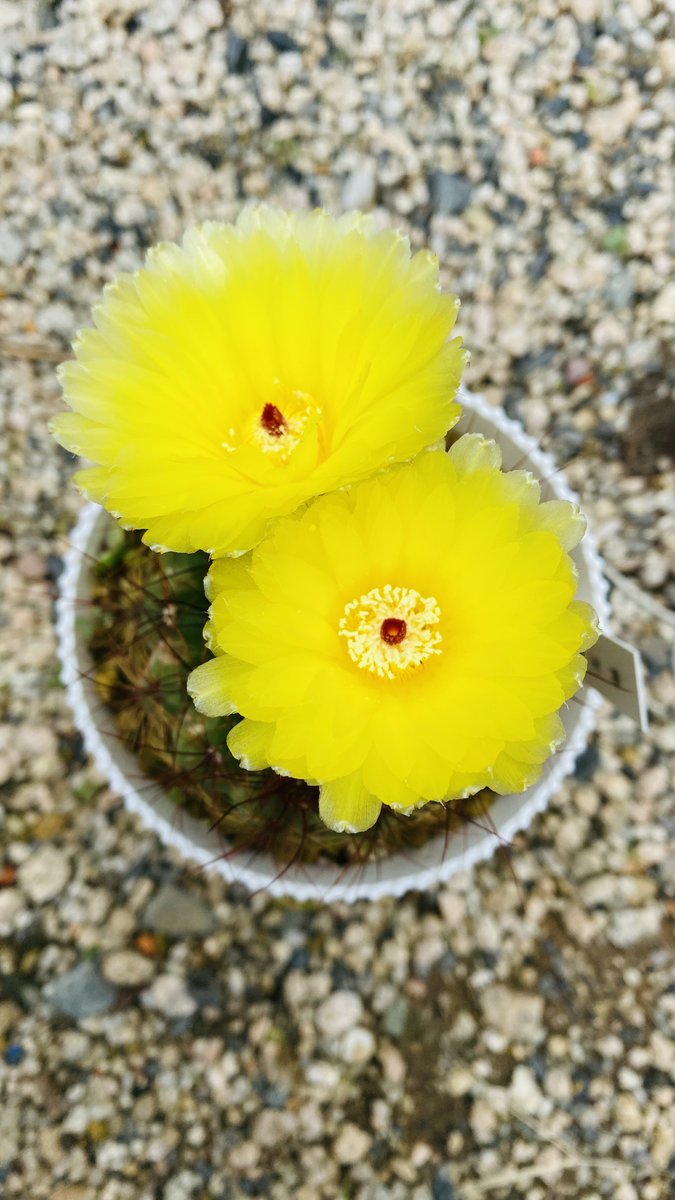SKutakata's tweet photo. 青王丸さん🌵 https://t.co/Q62pCzZEFu