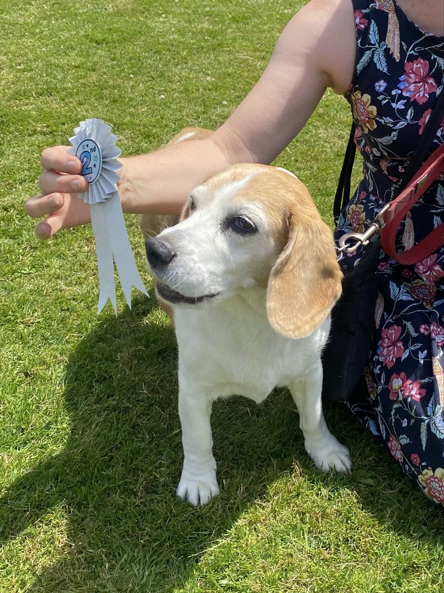bella won her first ever prize 🥹 second place at the local dog show (she was robbed)