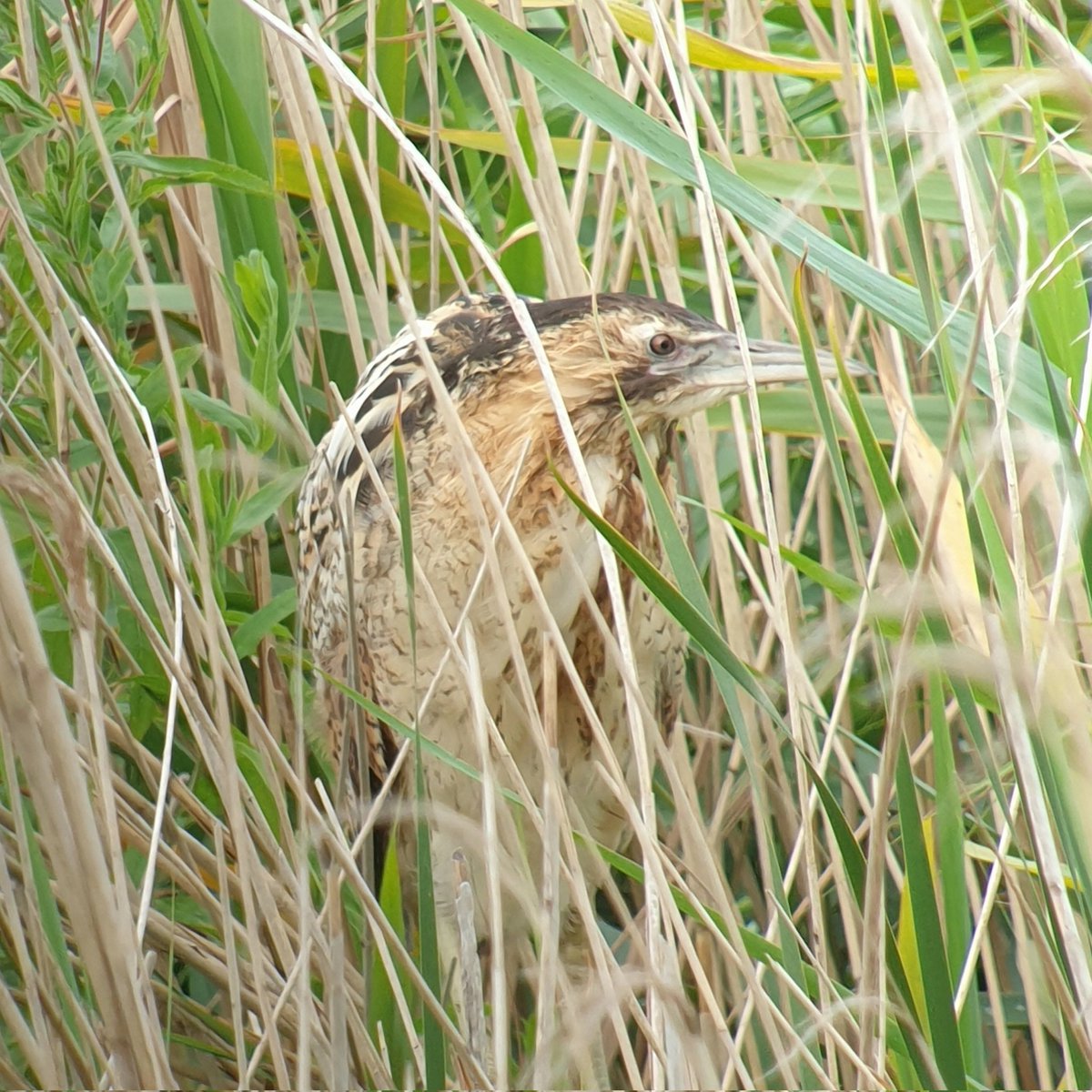 Enjoyed Bluethroat and Bittern at WWT Slimbridge this morning in the company of <a href="/smarty_52/">Neil Smart</a>