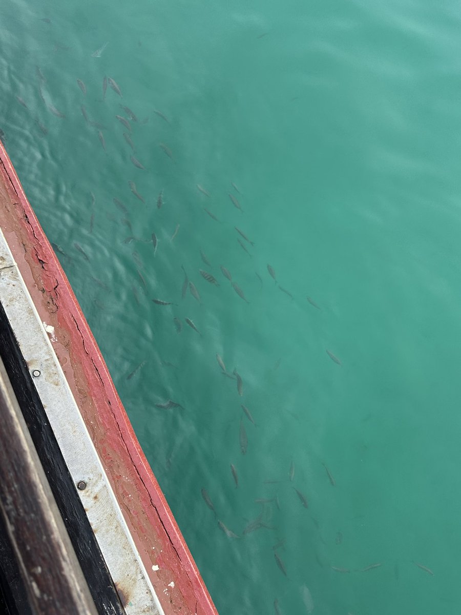 tthomastc's tweet photo. fishies #tthomastc https://t.co/Kzi4jo2ydH