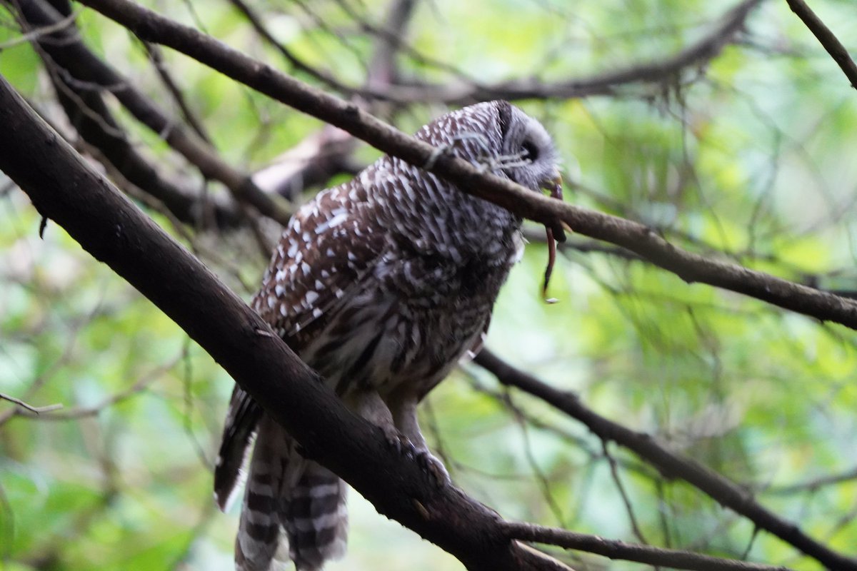 abutus2's tweet photo. The menu is getting longer  #barredowlet #owle #NaturePhotography  #NatureIsAmazing #birdphotography #birdwatching https://t.co/PGXJLMrGZZ