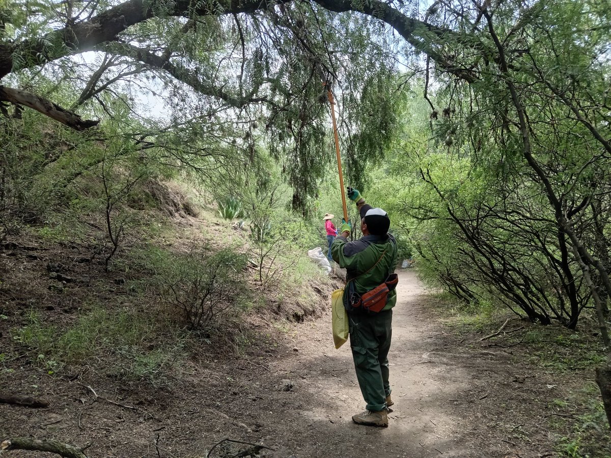 sierraguadalupe's tweet photo. 29 de Junio, jornada de combate de plagas en la Barranca del Ehecatl de #SierraDeGuadalupe. #HenoMotita. Organizado por: #CONSIGUE. Colectivo de Organizaciones de la Sierra de Guadalupe. #EcatepecDeMorelos. https://t.co/v03DSKdFnQ