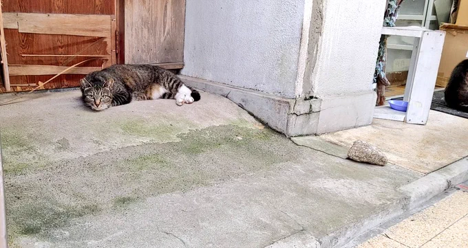 ねこ ねこ タコライス クレープ