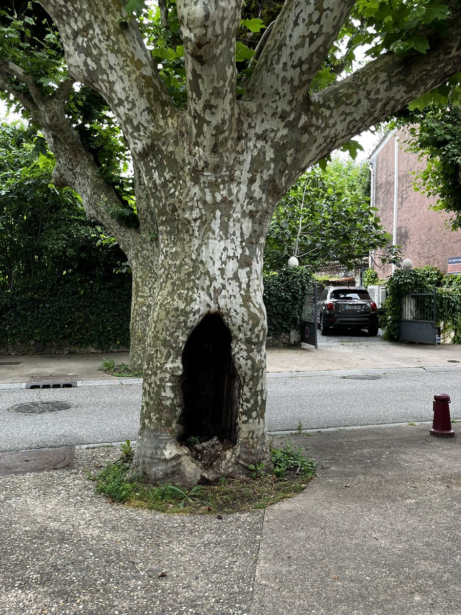 Dr. Mary Karapetian Alvord tweet media