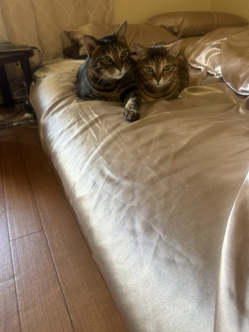 昨日、にゃんこず🐈&zwj;⬛の誕生日🎂でした❤︎ 11歳おめでとう🎉㊗️ 元気に仲良く長生きしてねー✨ https://t.co/JJ5W4F7ezV