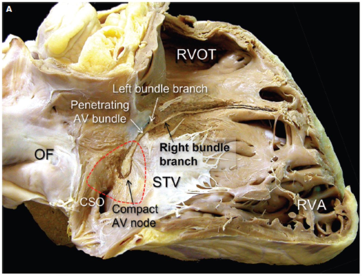 Dr. Zhong tweet media