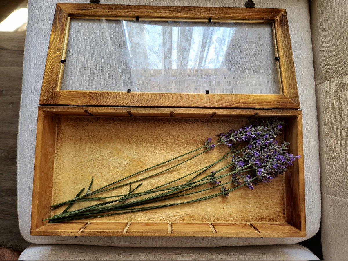 davidgrf10's tweet image. Com m&apos;agrada assecar amb el solet, les herbes del jardí, amb una capseta de fusta amb vidre. Origanum vulgare i Lavandula angustifolia.
