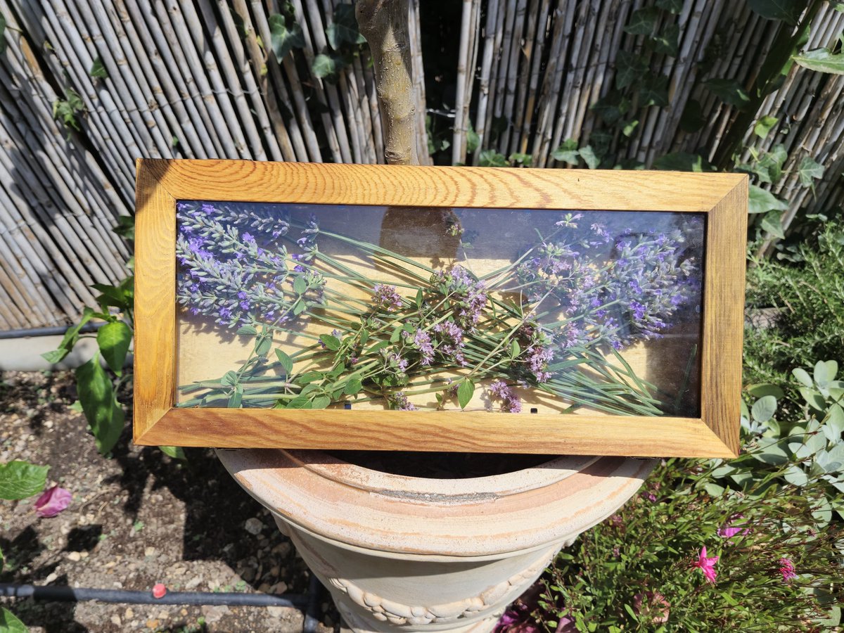 davidgrf10's tweet image. Com m&apos;agrada assecar amb el solet, les herbes del jardí, amb una capseta de fusta amb vidre. Origanum vulgare i Lavandula angustifolia.