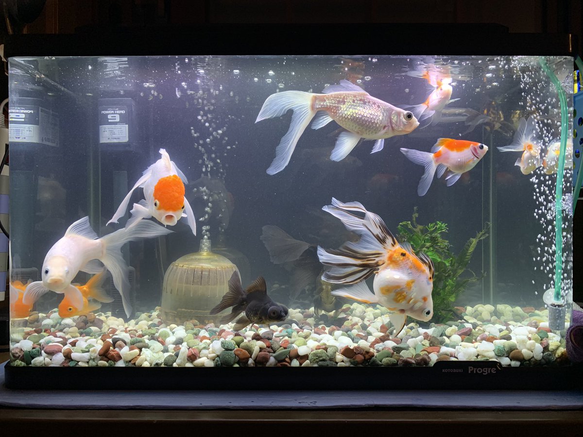 goldfish184's tweet photo. 水換え終了！ https://t.co/06cUZS2NjG
