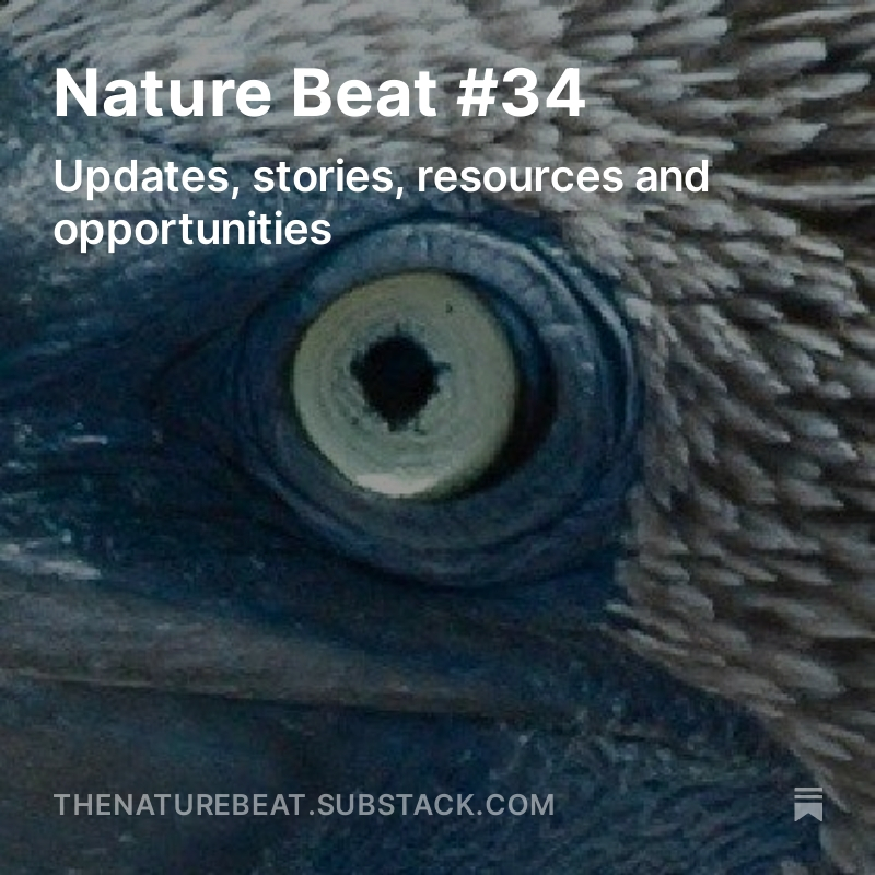 Just published: The new edition of my newsletter for journalists (and anyone else) interested in biodiversity, the ecological crisis and nature-based solutions to climate change. It has news, resources, jobs, great stories, and more.  thenaturebeat.substack.com/p/nature-beat-…