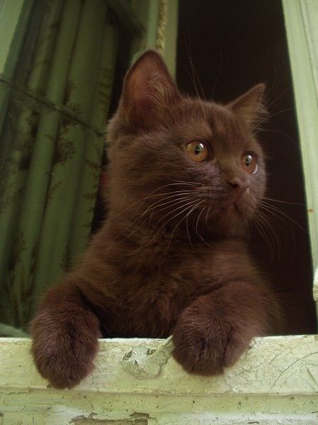 ptrialssa's tweet photo. i want brown kitty https://t.co/AkbtHfUWpg
