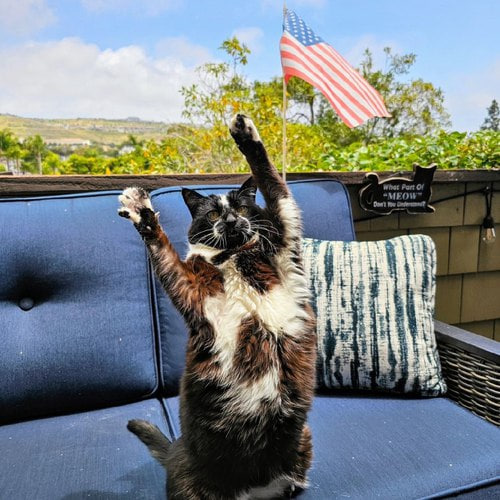 Engaging tweet media