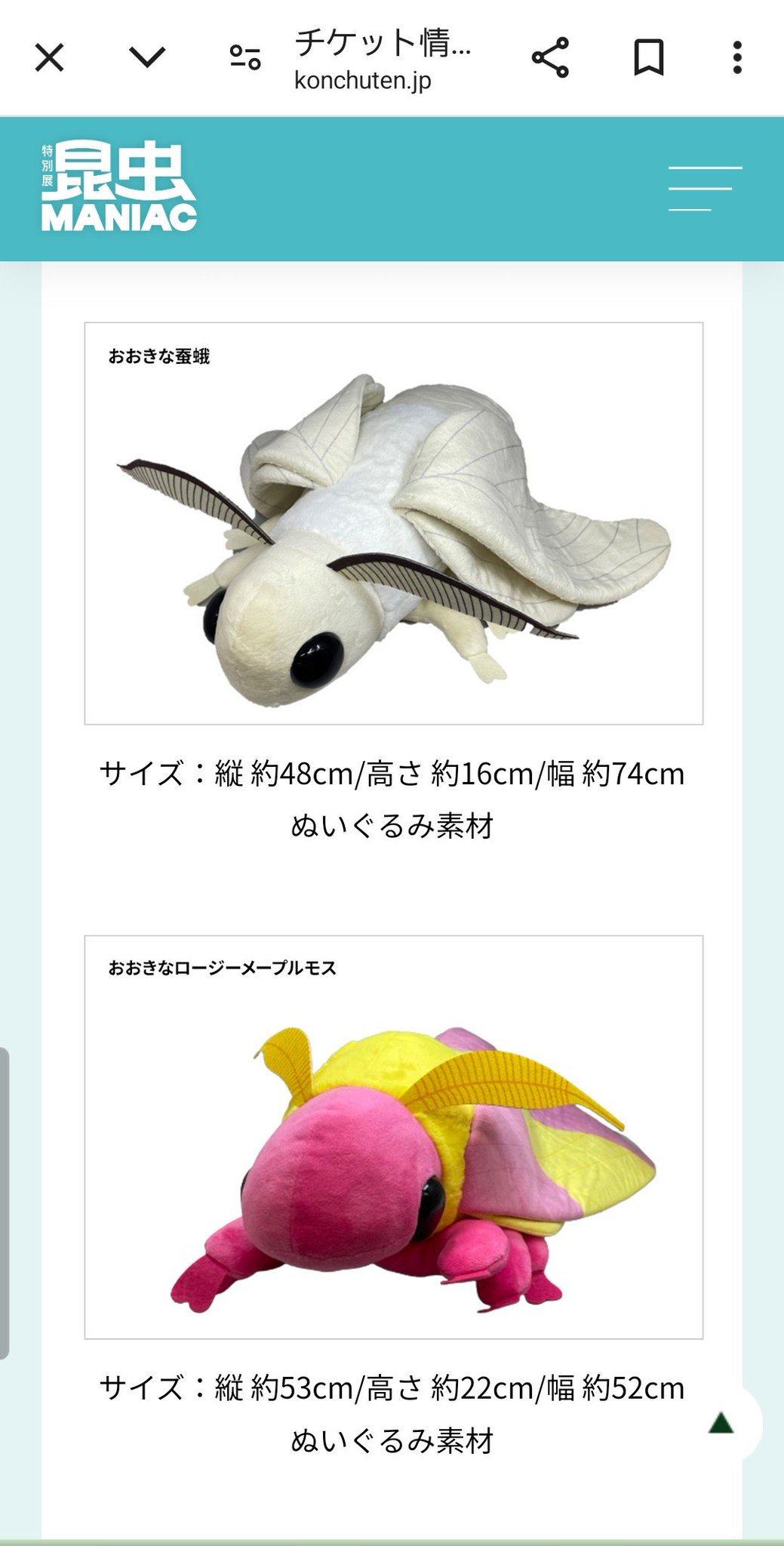 昆虫 MANIAC おおきなロージーメープルモス モモイロヤママユ