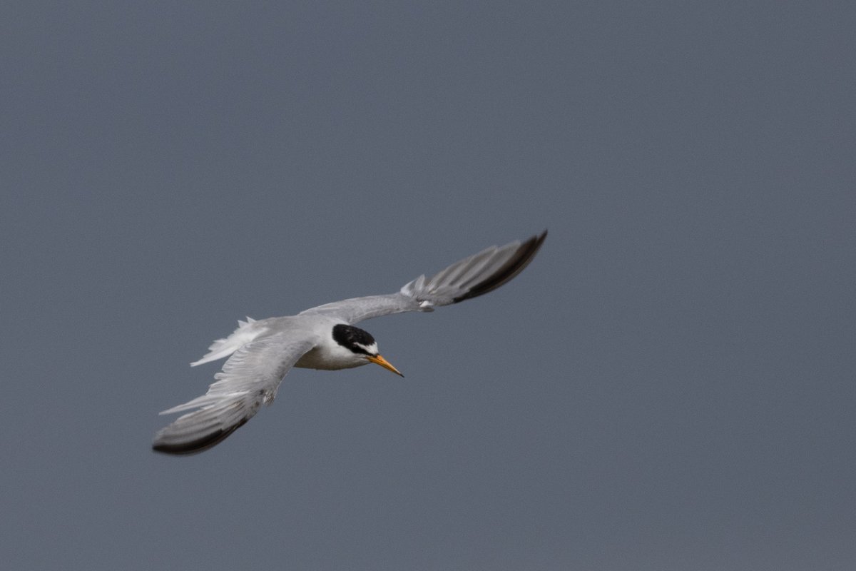 Tony Blake tweet media