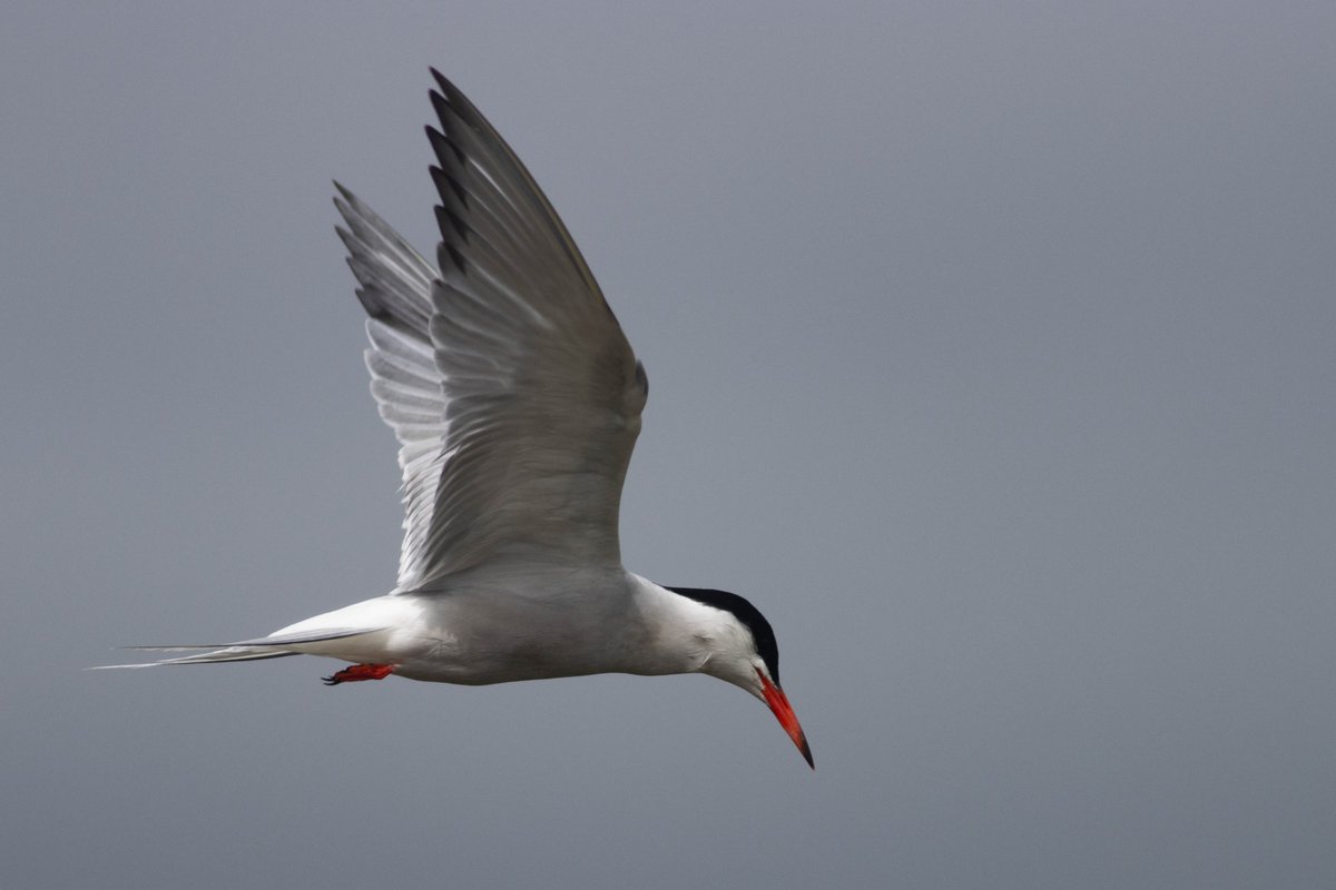 Tony Blake tweet media