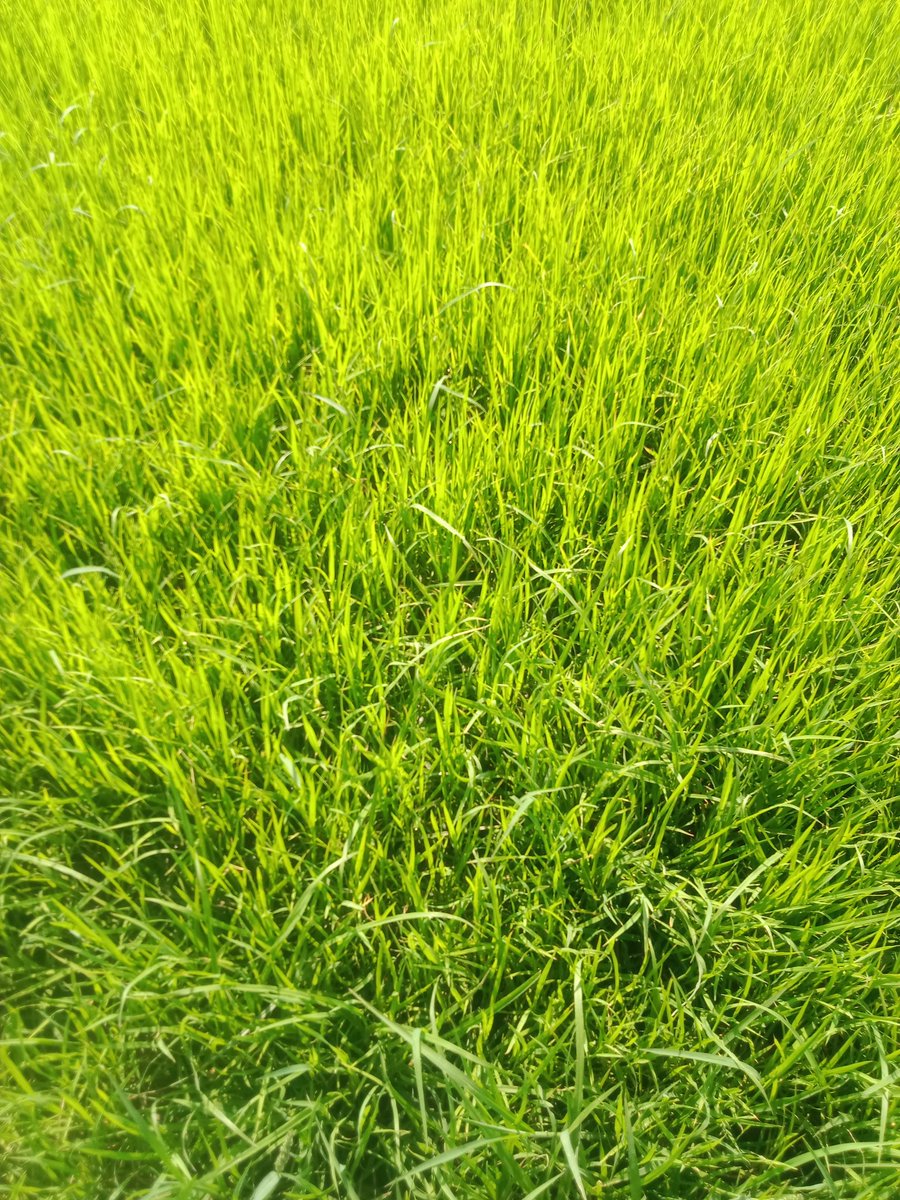 Umar Farooq (@ufarooqjg1) on Twitter photo 