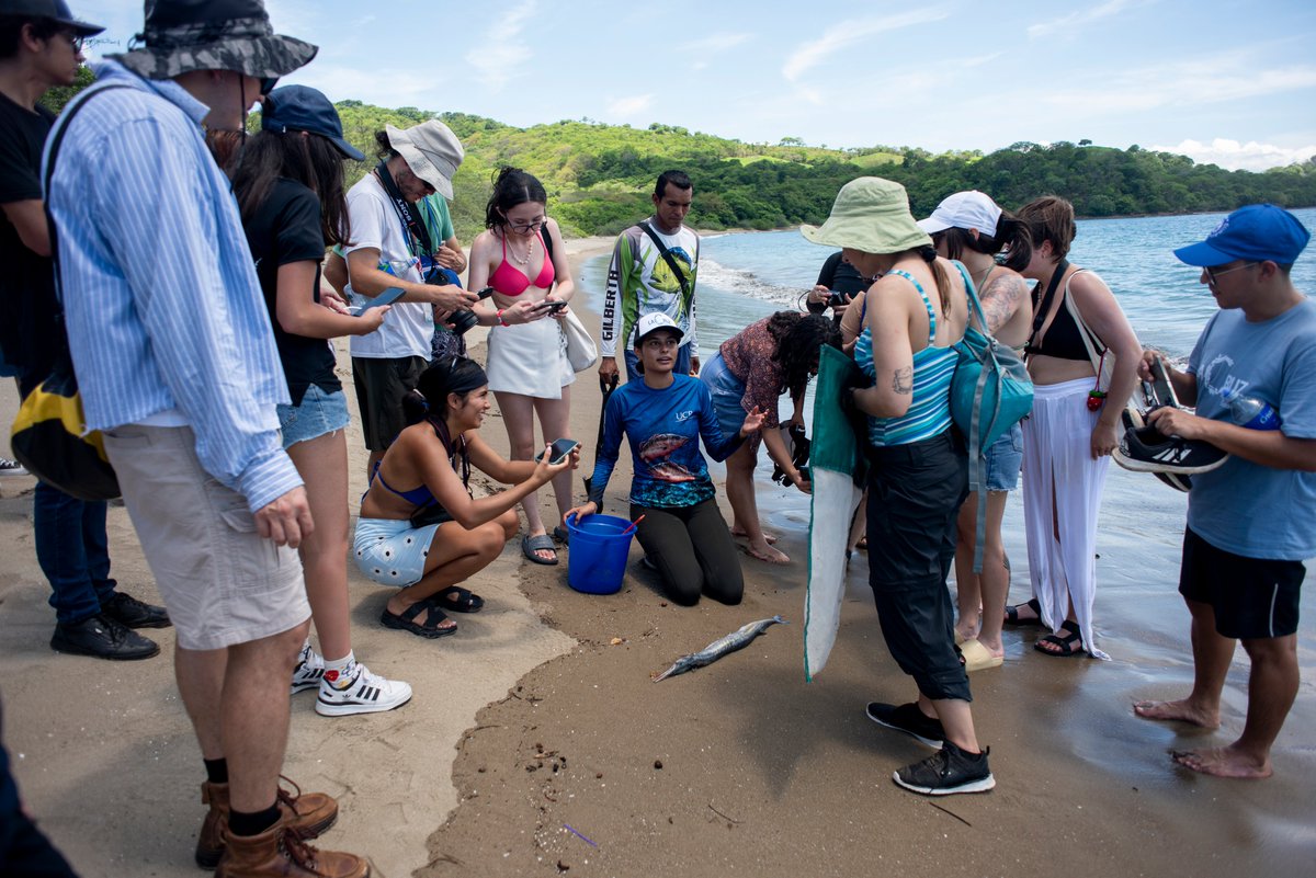 LuVargasAraya's tweet photo. Un mini-resumen del Festival del Océano La Cruz, organizado por el colectivo Ciencia Ciudadana Marina Santa Elena (CC-MAR) con apoyo de @ACGuanacaste y Muni La Cruz. Deporte, arte, caminatas guiadas, ciencia, juego!
Fotos: Pablo Cambronero. https://t.co/gOtjww8BsE