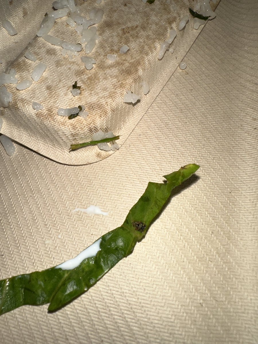 Lyrikbeatz's tweet photo. @ChipotleTweets 🤮🤢 I get these things happen but ughh why me 😭🥴 and I didn’t have enough money to go get another meal so I went to bed hungry 🫠 https://t.co/eXSrV4iAmn