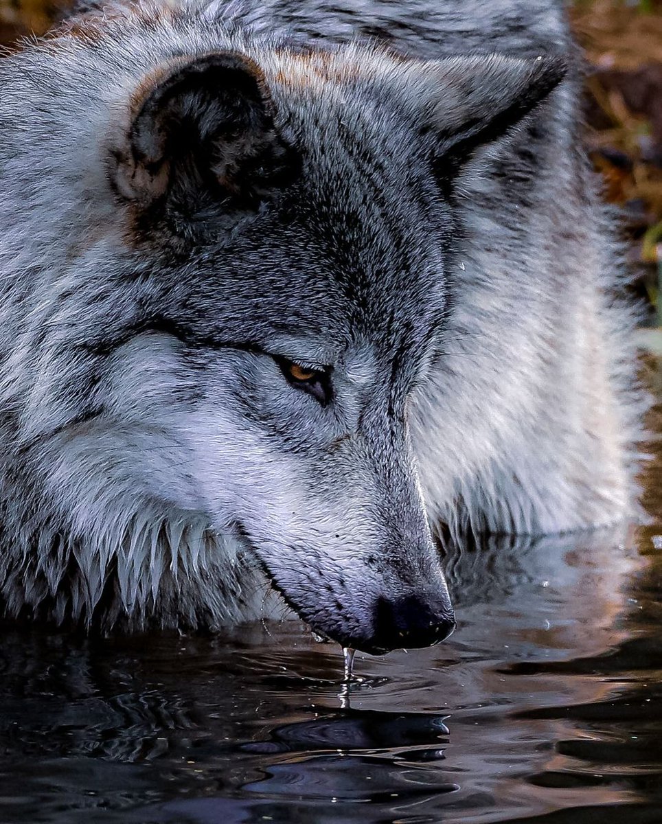 saveourwolves23's tweet photo. Your moment of zen 🐺 https://t.co/oH35oF5CXa