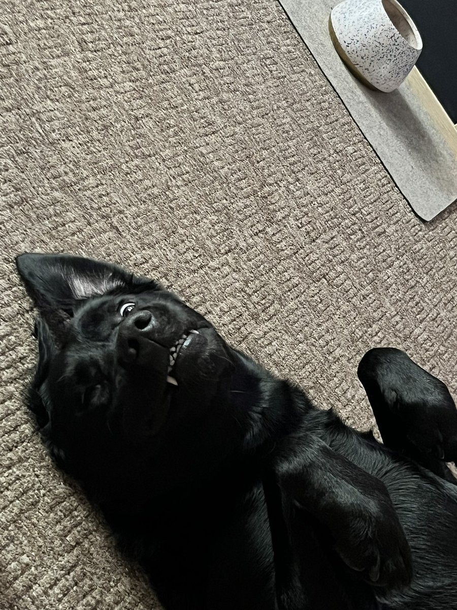 David Patrick tweet media