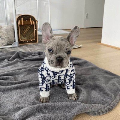 Dior Dog X Dog in a dior jacket bullish https t dqkCSCCTKV X